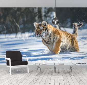 Picture of Siberian Tiger in the snow Panthera tigris altaica